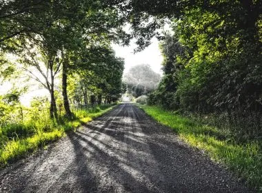 A country road in the morning light in rural Arkansas