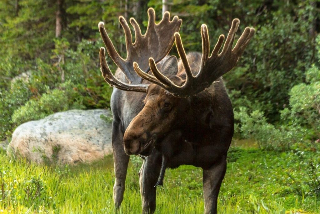 A big brown moose with fuzzy antlers stands in a forest.
