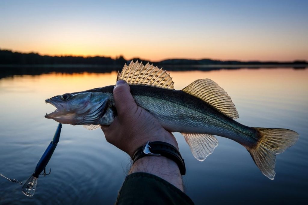 A fisherman holds up a walleye in his hand with a lure still in it's mouth.